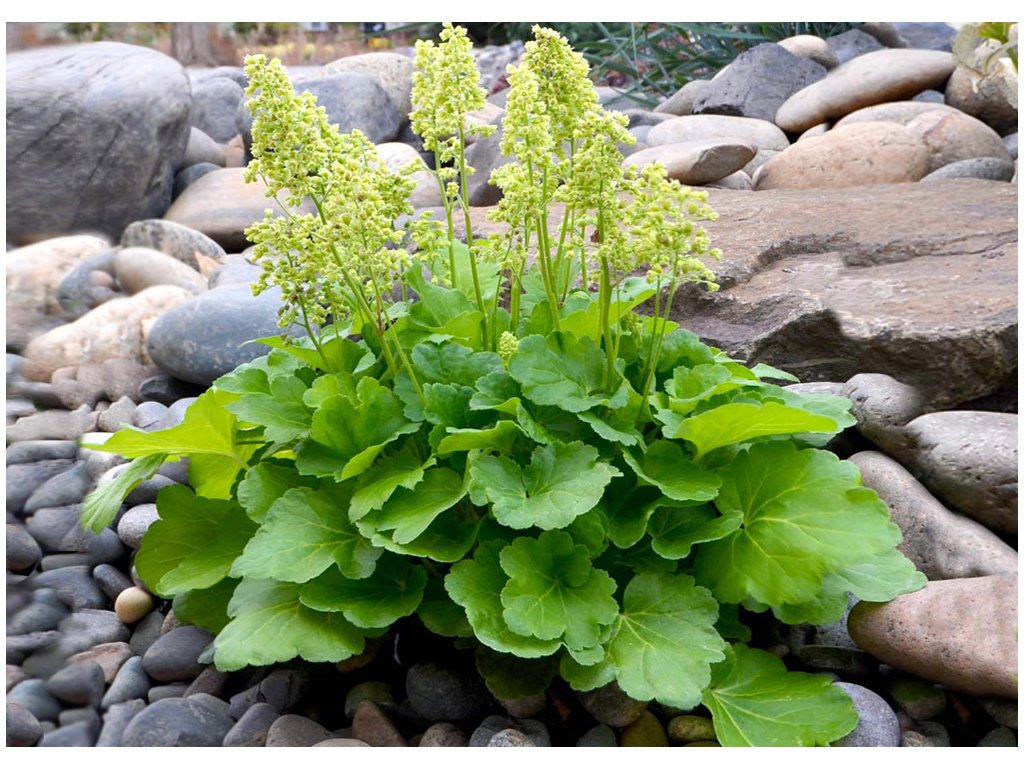 Heuchera ´BLONDIE IN LIME´